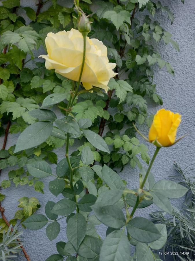Apartmani Domo Sd Smederevo Esterno foto